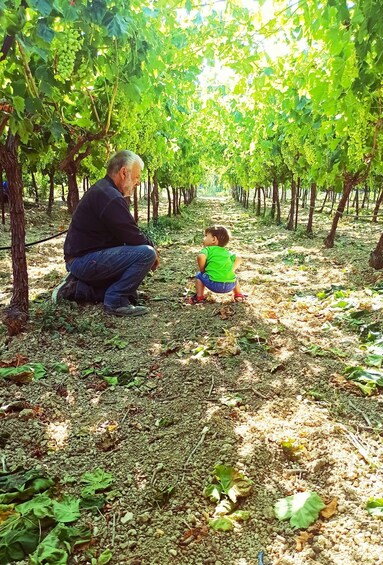 A vineyard with rows of grapevines and a man and child observing the plants. 3