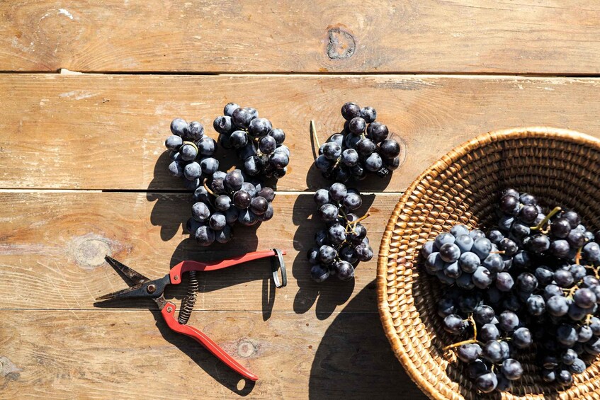 A wooden surface with a basket of dark grapes, a pair of pruning shears, and a bunch of grapes. 4