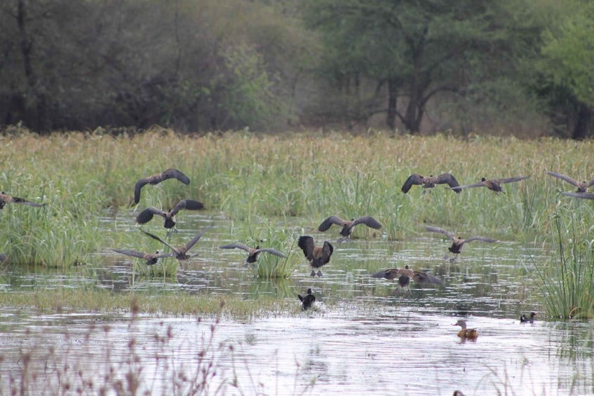 A group of birds flying over a body of water with reeds and trees in the background. 4