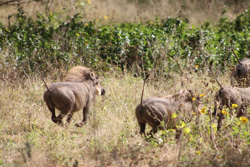 A group of animals in a natural, grassy field with dense vegetation in the background. 5