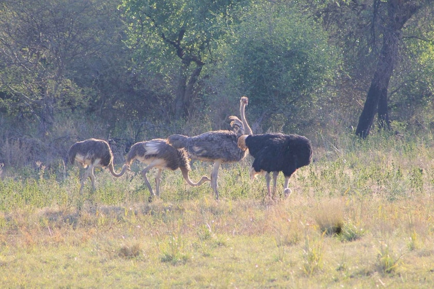 A group of ostriches in a grassy field with trees in the background. 3