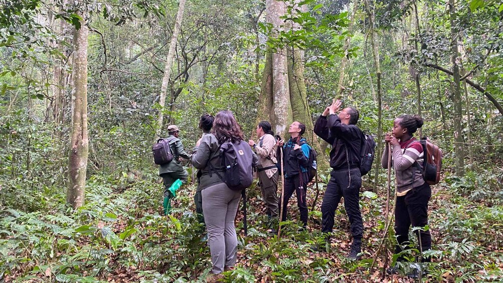 A group of people hiking in a dense forest. 3