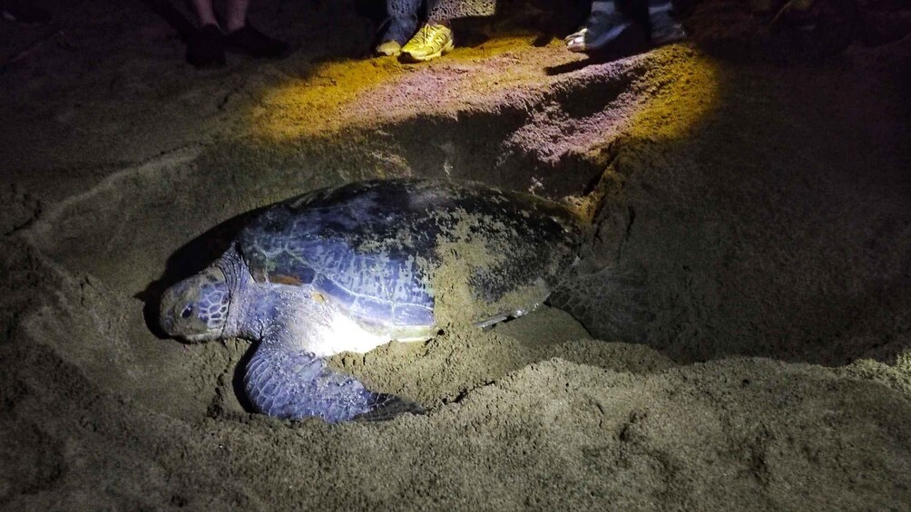 A large turtle on a sandy beach with people standing nearby. 1