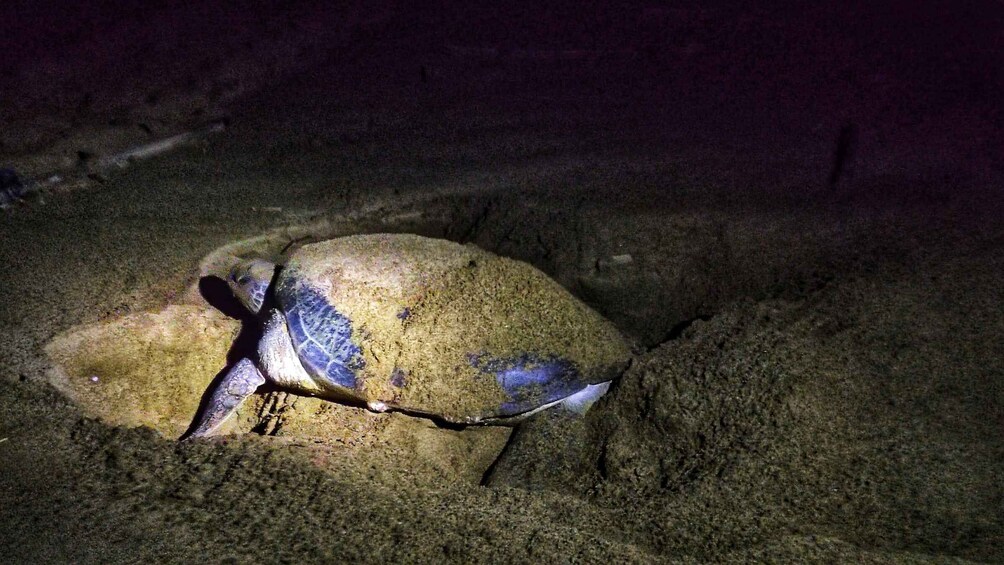 A turtle emerging from a sand hole at night. 2