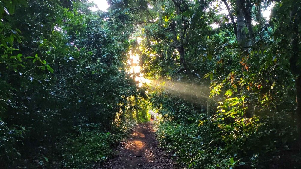 A forest path with sunlight filtering through the trees. 4