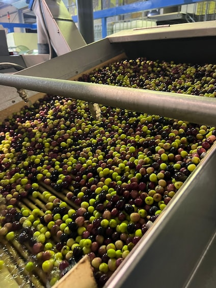 Olives being processed in a mechanical sorting facility. 5