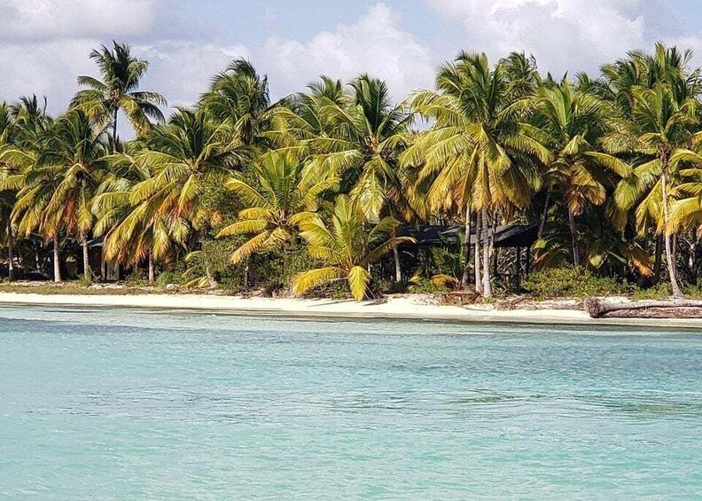 A beach with clear turquoise water and rows of palm trees. 5