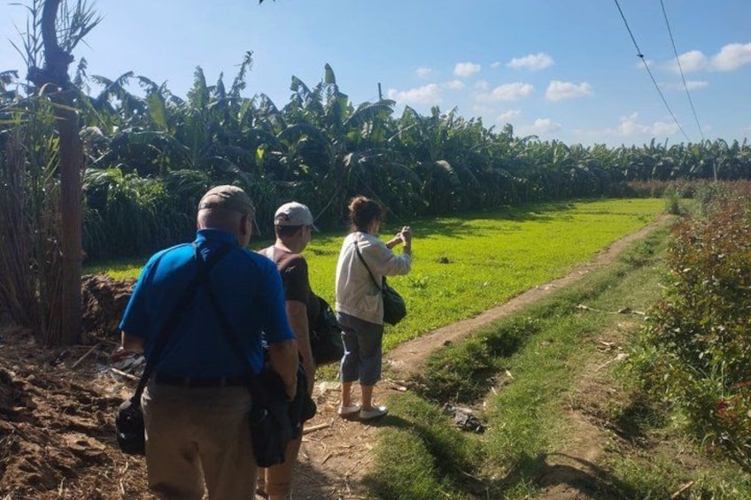 A group of people walking on a dirt path through a green field with banana trees in the background. 2