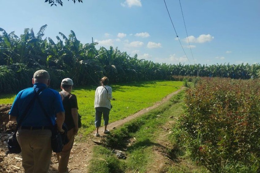 A group of people walking on a dirt path through a green field with a cornfield in the background. 3