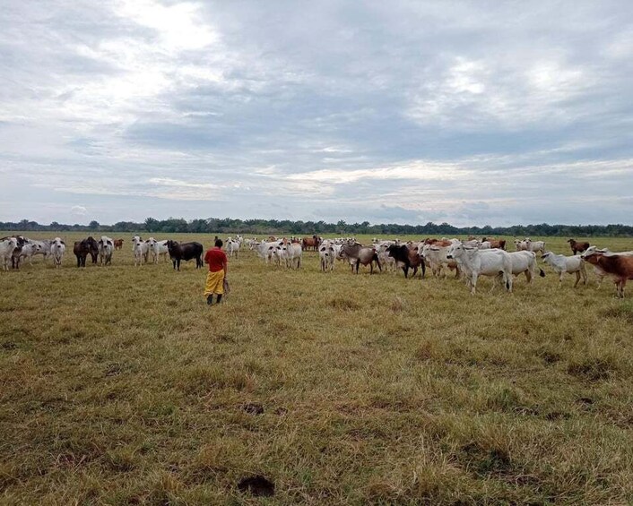 A herd of cattle in a field with a person in the foreground. 2