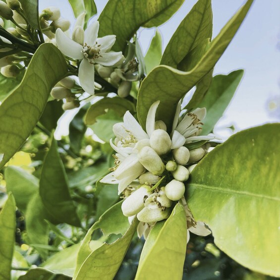 A close-up of a plant with white flowers and green leaves. 4