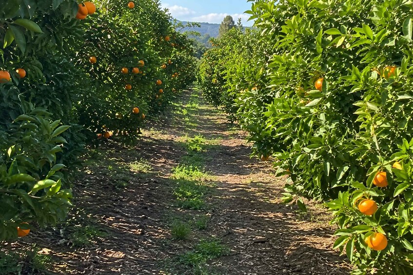 An orchard with rows of orange trees. 1