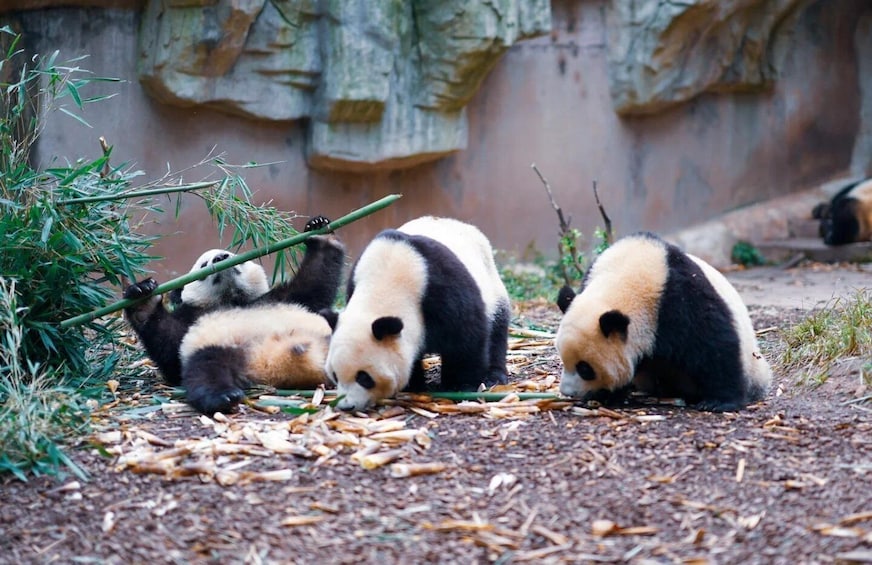 Three pandas eating bamboo in a zoo enclosure. 2