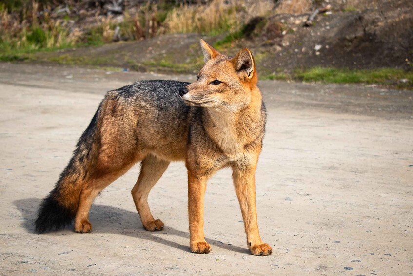 A fox walking on a dirt path. 4