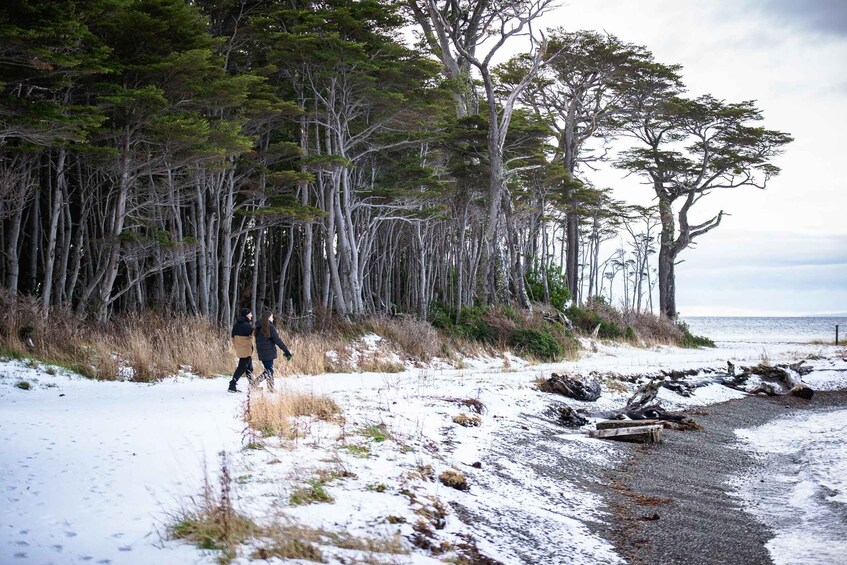 A snowy beach with trees and a person walking. 3