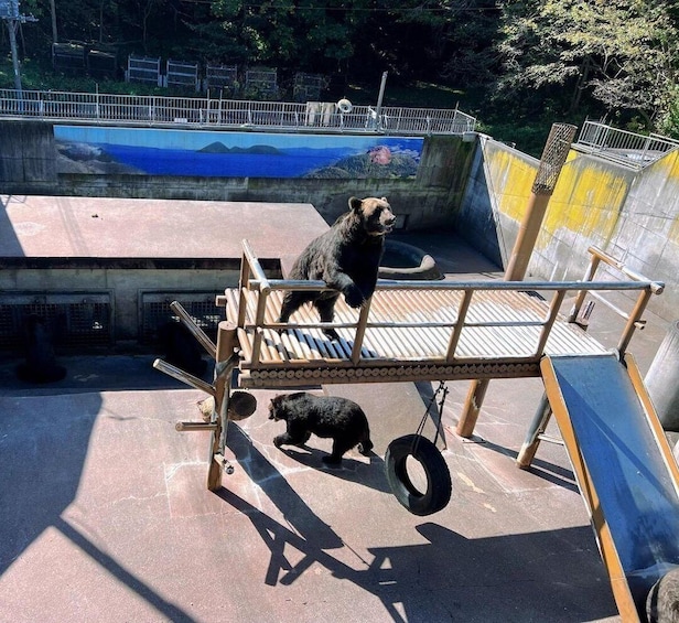 A zoo enclosure with a bear climbing a wooden structure and another bear on the ground. 3