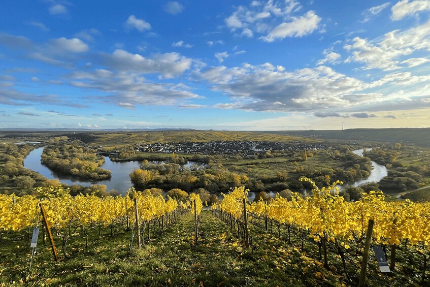 A vineyard with rows of yellow grapevines, a river, and a town in the distance. 2