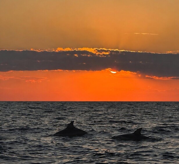 Picture 4 for Activity Rovinj: Dolphin Watching Sunset Cruise with Old Town Views 2