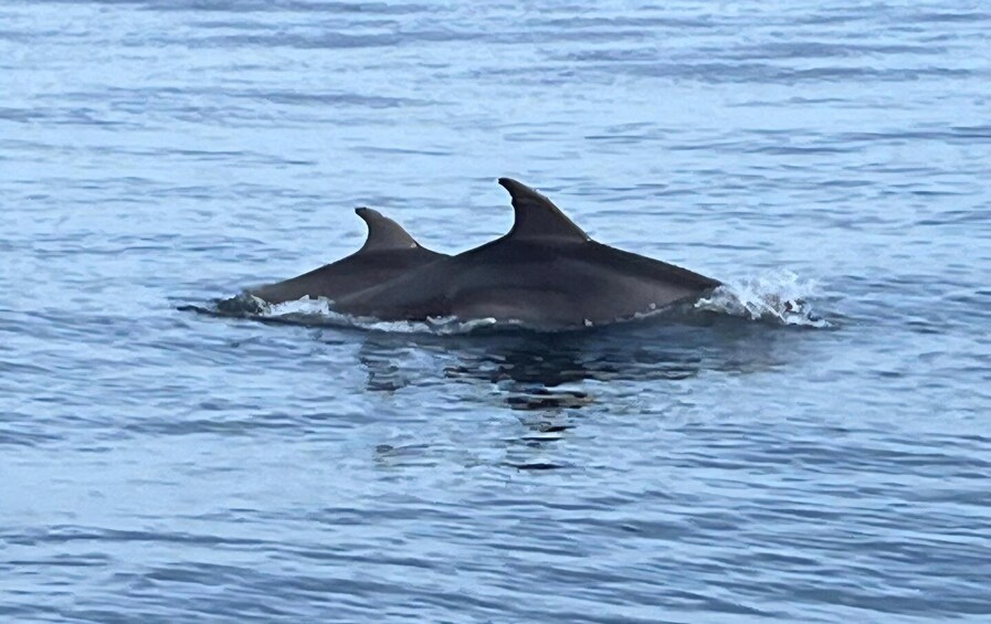 Picture 6 for Activity Rovinj: Small group-Dolphin Watching-Sunset-Old Town Views 2