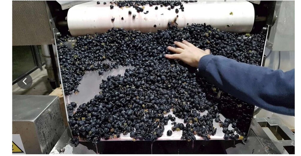A person handling a large quantity of black grapes in a processing facility. 4