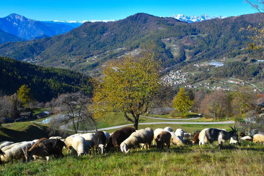 Picture 3 for Activity Valle dei Mocheni: the art of spinning wool 3