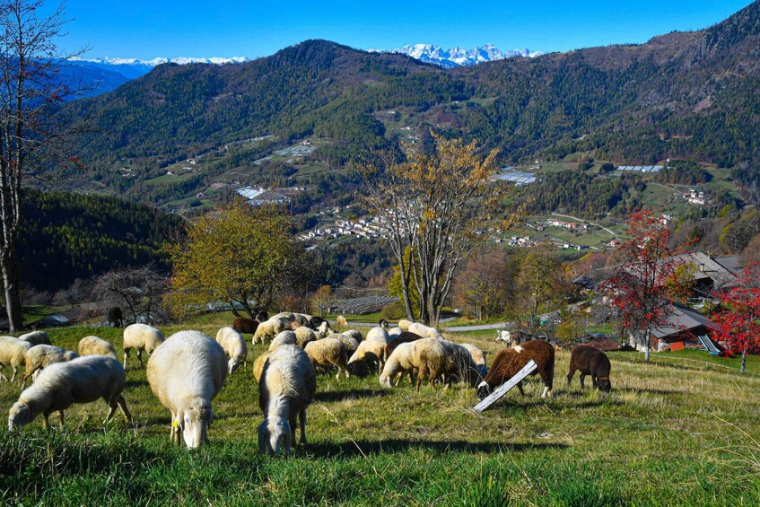 Valle dei Mocheni: the art of spinning wool 1