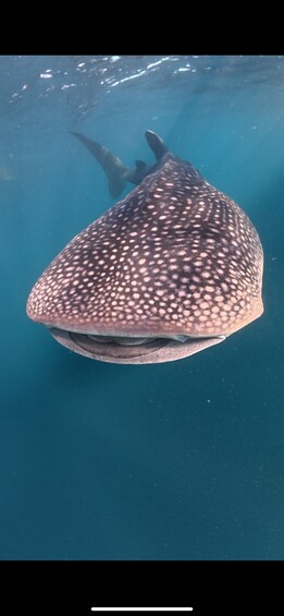 Picture 48 for Activity Private: 3D/2N Lombok Sumbawa whaleshark and moyo Tour 4