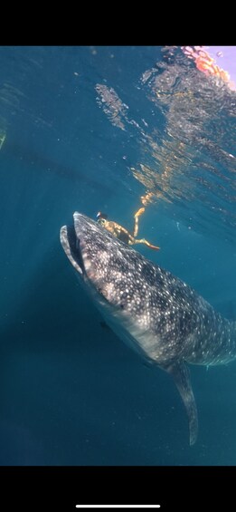 Picture 50 for Activity Private: 3D/2N Lombok Sumbawa whaleshark and moyo Tour 5