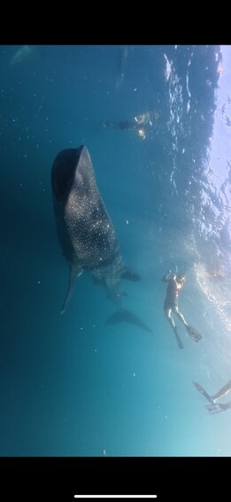 Picture 50 for Activity Private: 3D/2N Lombok Sumbawa whaleshark and moyo Tour 2