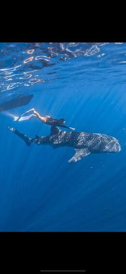 A person snorkeling with a whale shark in clear blue water. 4