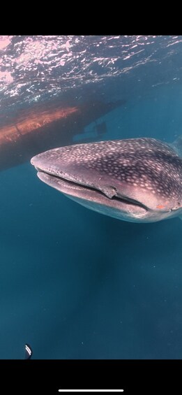 Picture 50 for Activity Private: 3D/2N Lombok Sumbawa whaleshark and moyo Tour 3
