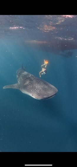 Picture 49 for Activity Private: 3D/2N Lombok Sumbawa whaleshark and moyo Tour 5