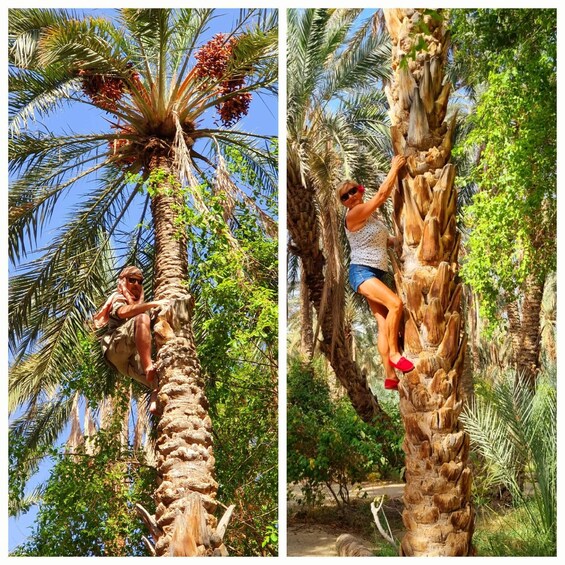 A person climbing a palm tree with a cluster of dates. 2