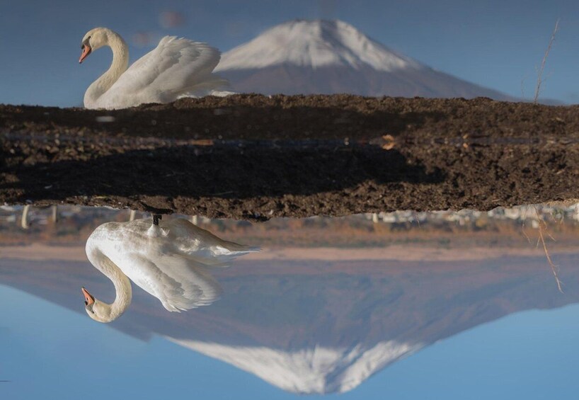 Two swans on a reflective water surface with a mountain in the background. 1