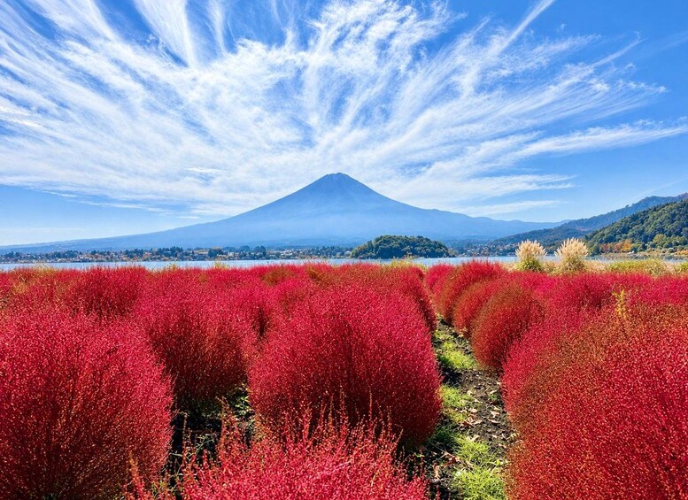 Picture 1 for Activity From Tokyo: Mt. Fuji & Lake Kawaguchi 6 Iconic Photo Spots 3