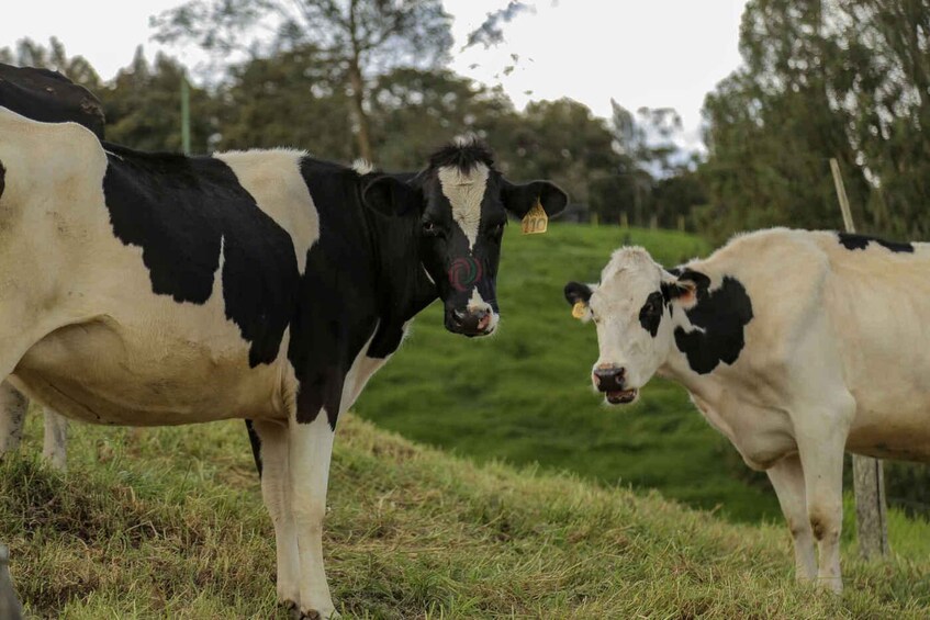 Two cows with black and white markings in a grassy field with trees in the background. 2