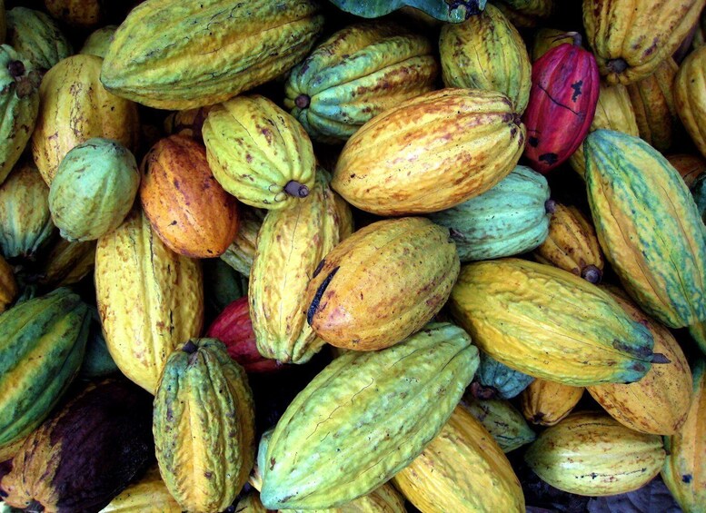 A pile of cocoa pods in various stages of ripeness. 3