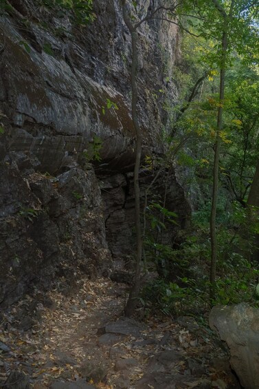 A rocky trail surrounded by dense forest. 3