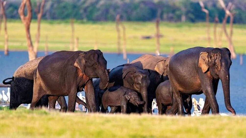 A herd of elephants by a water body. 1
