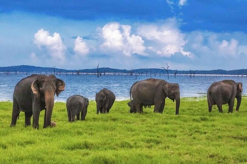 A group of elephants grazing on grass near a body of water with a cloudy sky. 4