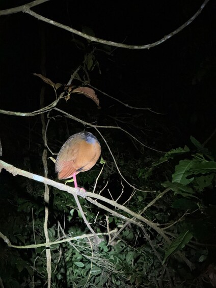 A bird perched on a branch in a dark forest. 5
