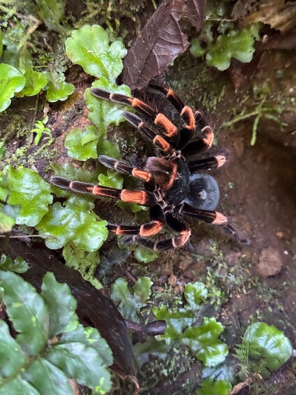 A large spider on a mossy surface with green foliage. 3