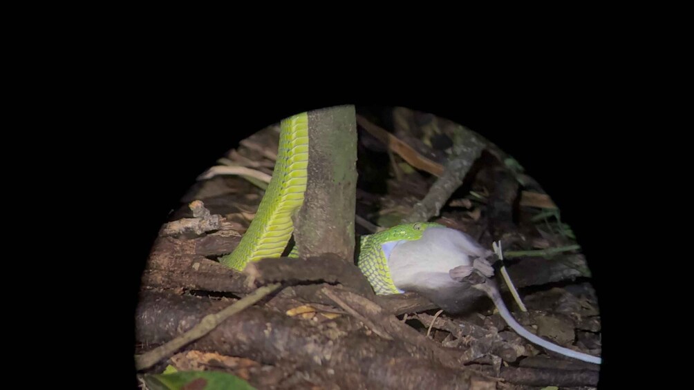 A snake and a mouse in a forested area with branches and leaves. 1