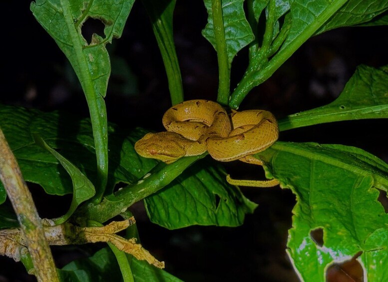 A snake coiled on a plant with green leaves and some holes in them. 4