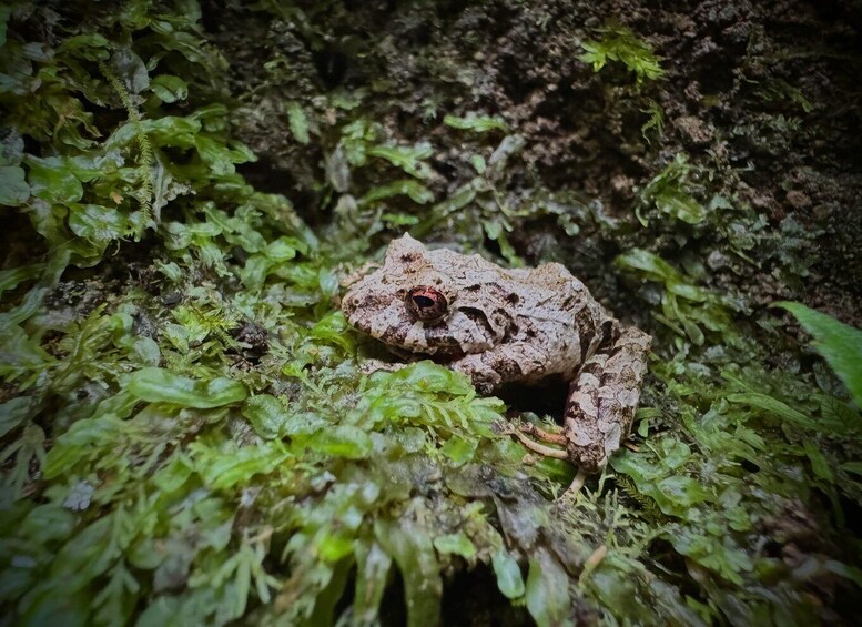 A frog camouflaged among green foliage. 2