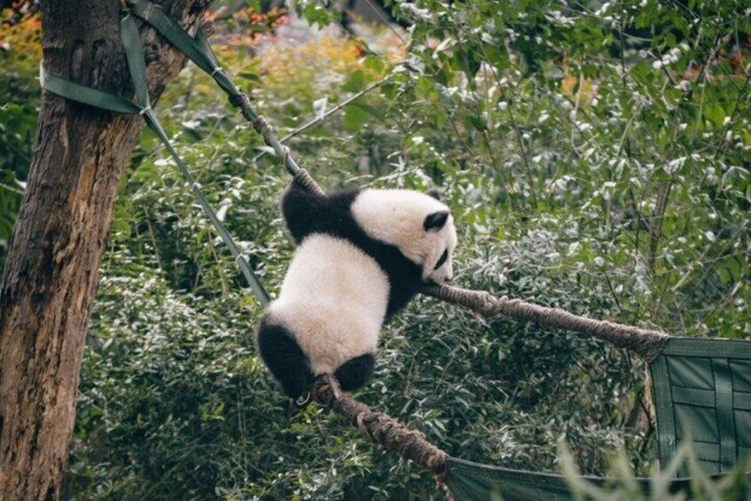 A panda climbing a rope in a lush, green forest. 1