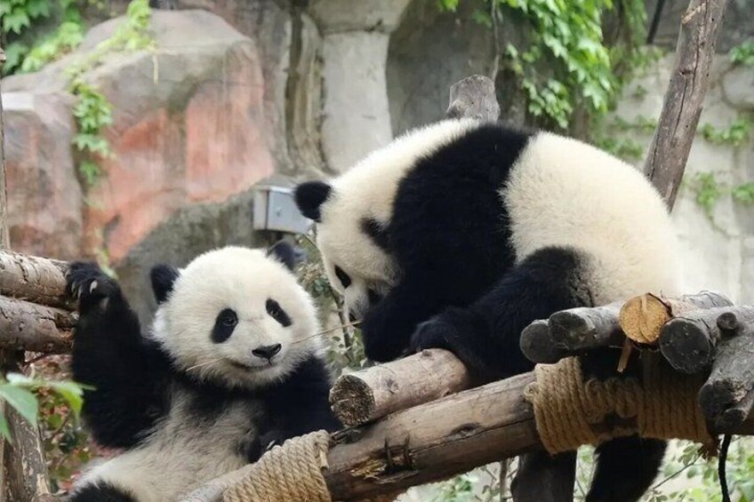 Two pandas resting on wooden branches in a zoo enclosure. 2