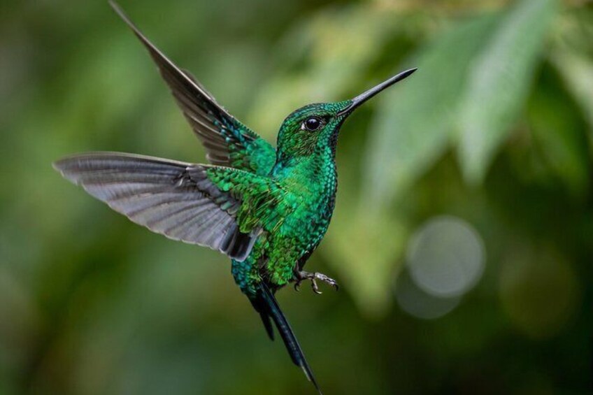 A hummingbird in flight, showcasing its iridescent green feathers and long beak. 5