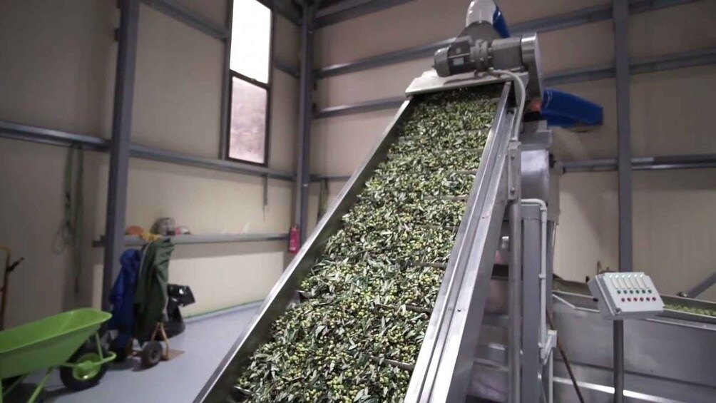 A conveyor belt with green leaves inside a building. 2