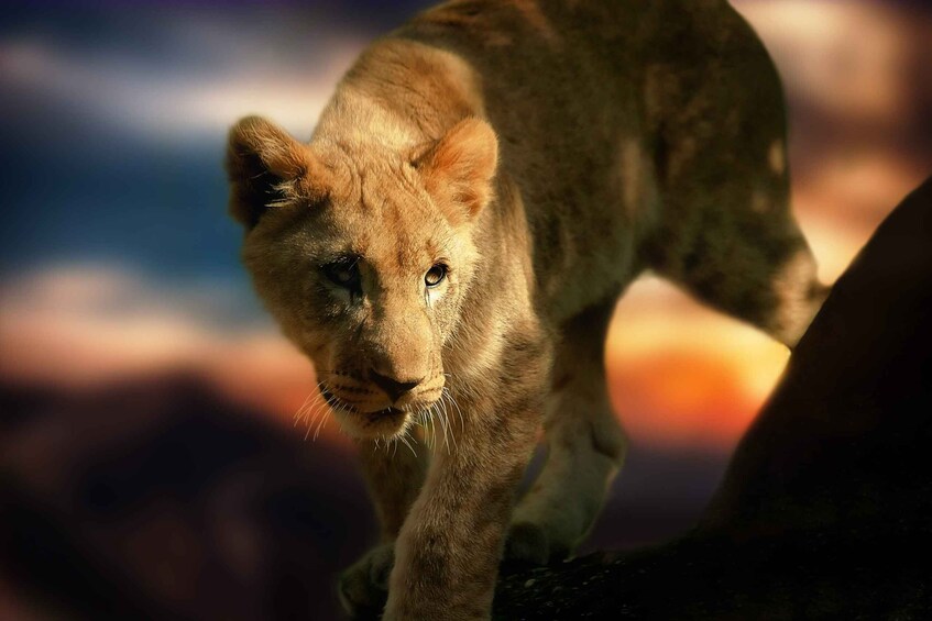 Chobe Private Day Trip A Luxury Safari Experience 1